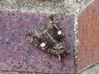 Ilia Underwing Moth